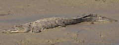Australian Crocodiles