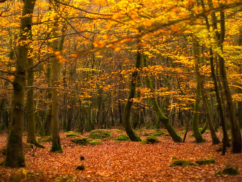 The ancient woodland of The New Forest National Park in autumn colours. Credit Tommy Clark, flickr