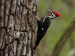 Woodpecker - Picidae - Spechte
