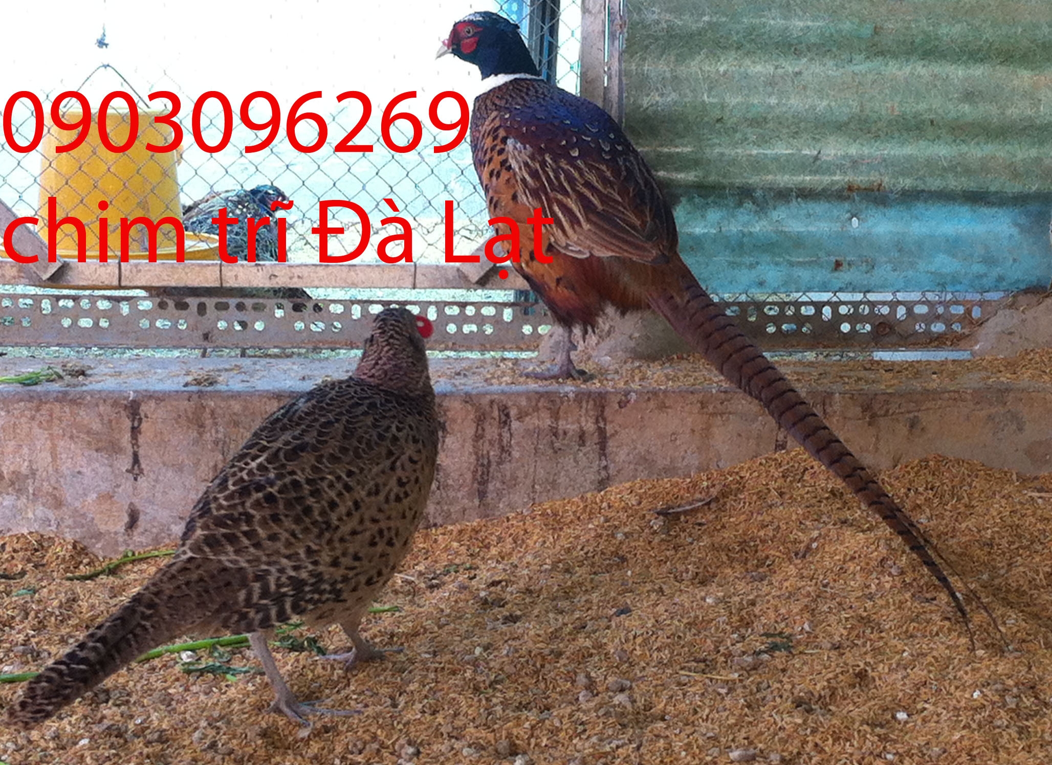 chim trĩ xanh và đỏ 0903096269 - 6