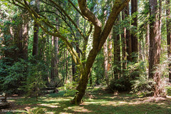 Etats-Unis Californie Muir Woods Eté 2015