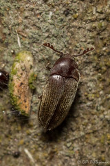 Coleoptera: Throscidae of Finland