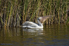 California White Pelican
