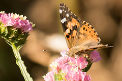 American Lady butterflies