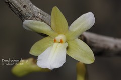 Dendrobium derryi (Orchidaceae)