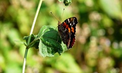  Himalayan Butterflies 