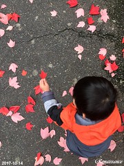 Children and autumn leaves