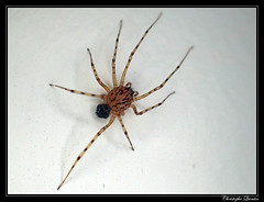 Araneae/Scytotidae