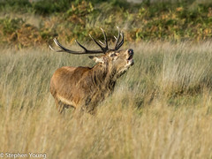 Stag at Richmond Park