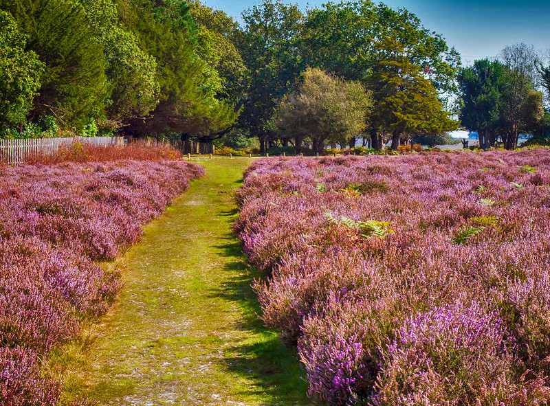 Spectacular beds of heather in September at Broomy Lodge in the New Forest. Credit Anguskirk, flickr