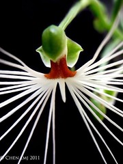 Habenaria medusae (Orchidaceae)