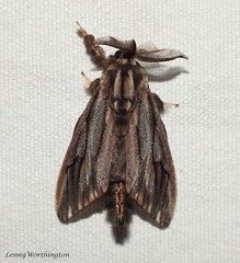 Moths of Thailand (Psychidae)