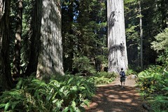 Redwood / Avenue of the Giants