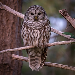 recent owls