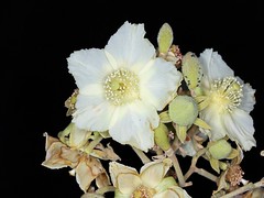 MALVACEAE - Luehea paniculata