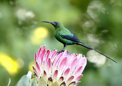 Birds of South Africa - Aves de Sudáfrica