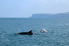 Dolphin Survey Trip Sept 2017