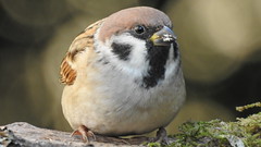 Tree Sparrow (Passer montanus) Põldvarblane