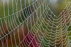 Web- Spider web
