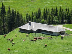 Alpine pasture's farms - Chalets d'alpage