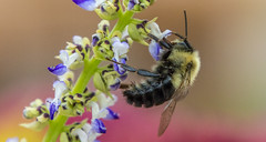 Macro Bees XI