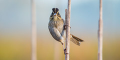 Favorite Sparrow Photos