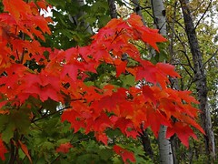 Couleurs d'automne - Fall colors