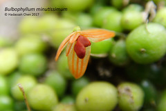 Bulbophyllum minutissimum (Orchidaceae)