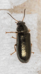 Coleoptera: Rhadalidae of Finland 