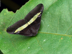 Thailand: Homoptera