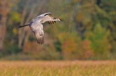 Cranes n Cormorants