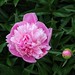 Stratford Ontario ~ Canada ~ Pink Peonies ~ Botanical Garden