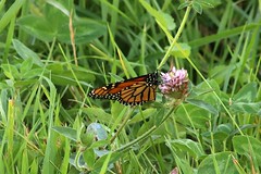 Monarch Butterflies 005