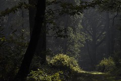 RSN : en Forêt de Dourdan, 13/10/2017