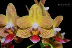 Phalaenopsis hybrids (Moth Orchids)