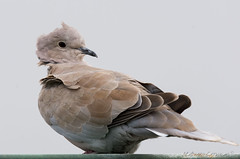 Rola-turca | Eurasian collared dove (Streptopelia decaoto)