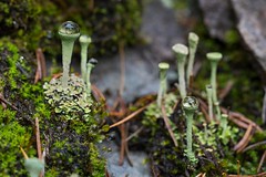 Mushrooms (Fungi)