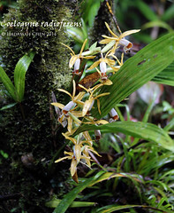 Coelogyne radioferens (Orchidaceae)