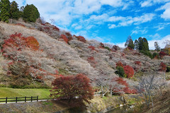 四季桜（Shikizakura…Cherry blossoms bloom in spring and autumn