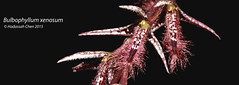 Bulbophyllum xenosum (Orchidaceae)