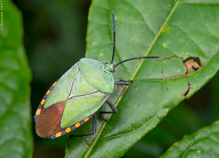 Thailand: Hemiptera