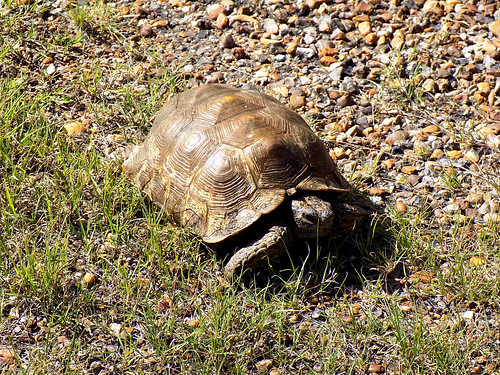 Laguna Atascosa, Texas, Tortoise