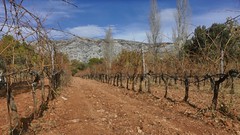 Le vignoble de la montagne Sainte Victoire