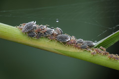 蚜蟲 Aphidoidea