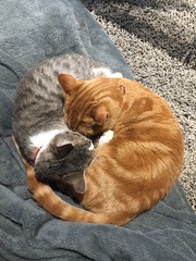 ADOPTED! The Best Of Butterscotch & Stemley