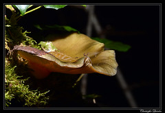 Pleurote tardif (Sarcomyxa serotina)