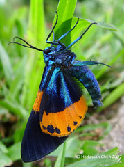 Milionia basalis pyrozona (Geometridae) - Day flying moth from Malaysia