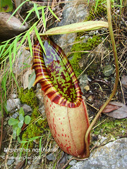 Nepenthes northiana (Nepenthaceae)