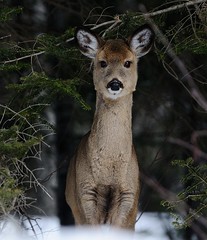 Chevreuil / Deer