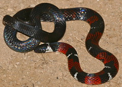French Guyana Ground Snake (Atractus badius micheli)